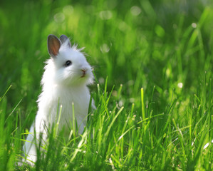 Funny white bunny on a green meadow