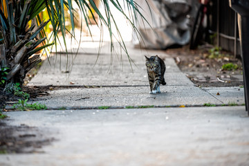 Stray tabby cat with green eyes walking on sidewalk street in New Orleans, Louisiana on concrete