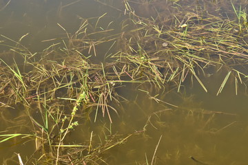 Grass in the swamp