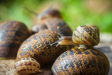 Reunión de caracoles