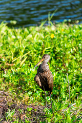 Limpkin bird wildlife vertical closeup standing in marsh swamp in Paynes Prairie Preserve State Park in Gainesville, Florida with long beak