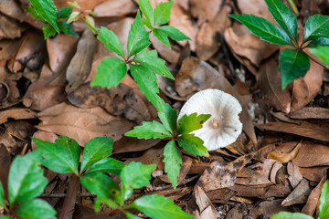 Closeup of white mushroom growing in Paynes Prairie Preserve State Park in Florida
