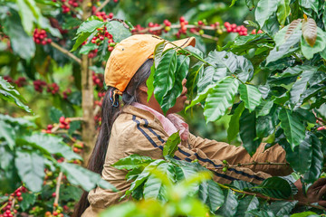 Laotian girl harvesting coffee berries in a coffee plantation.