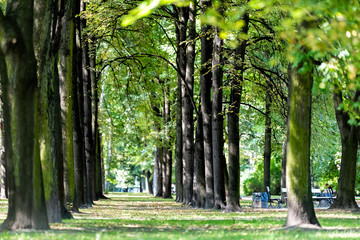 Warsaw, Poland Saxon Garden during summer and green tree alley path in park