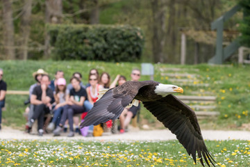 Elegant wild bald eagle flying experience