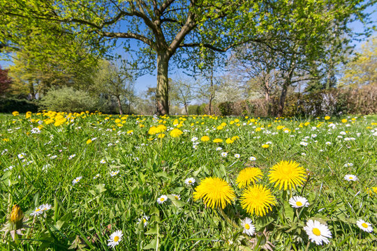 Idyllische Blumenwiese mit Löwenzahn und Gänseblümchen im Frühling