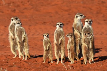 wachsame Erdmännchenfamilie (suricata suricatta) in der Kalahari in Namibia