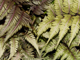 Close up details in the fresh grown of a fern leaf