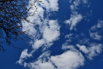 Plakat view of a blue sky with small clouds with rowan branches in the upper left corner
