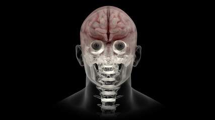 X-ray of the human head. Human brain. 3d rendering