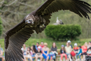Naklejka premium Large cape vulture flying with elegance