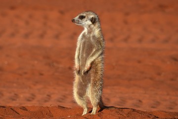 Fototapeta premium wachsames Erdmännchen (suricata suricatta) in der Kalahari in Namibia