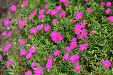 Fototapeta premium flowers on a summer day