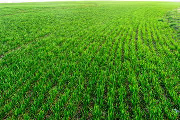 Obraz premium Sunny field of bright green fresh plants. Ecological agriculture concept. Real is beautiful