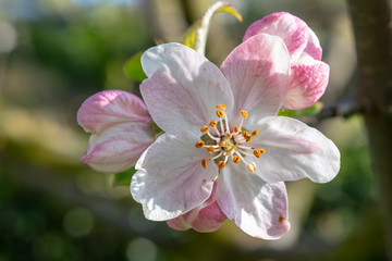 Weisse Blüten am Apfelbaum im Frühling bei Sonnenschein