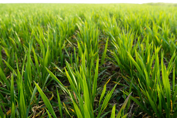 Sunny field of bright green fresh plants. Ecological agriculture concept. Real is beautiful