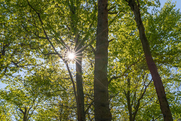 Obraz premium Frühling im Wald mit Sonne und satter grüner Farbe