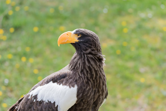 Elegant wild bald eagle flying experience