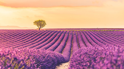 Panoramic view of French lavender field at sunset. Sunset over a violet lavender field in Provence, France, Valensole. Summer nature landscape. Beautiful summer nature scene
