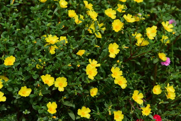 flowers on a summer day