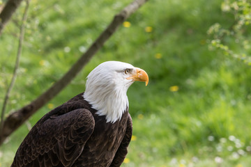 Elegant wild bald eagle flying experience