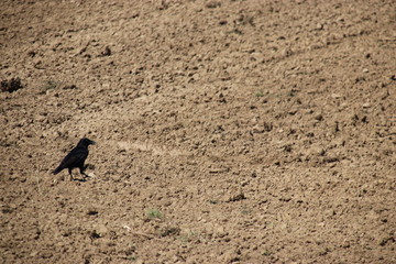 Krähe auf dem Acker