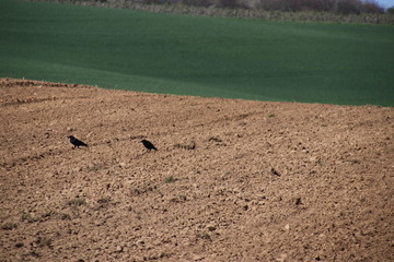 Raben auf dem Acker