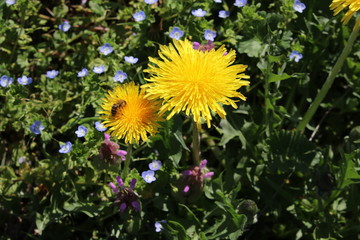 Biene auf Löwenzahn