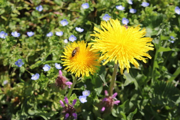 Biene auf Löwenzahn