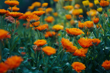 Obraz premium Calendula officinalis or Pot Marigold int the garden
