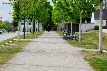 Bäume an der Strasse