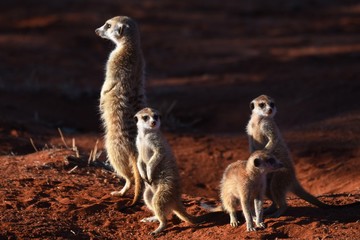 wachsame Erdmännchenfamilie (suricata suricatta) in der Kalahari in Namibia