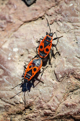European firebug, Pyrrhocoris apterus, couple mating