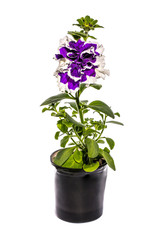 Petunia with purple flowers in a pot on a white background