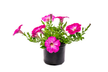 Petunia with pink flowers in a pot on a white background