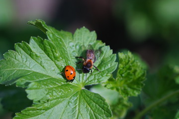 Junikäfer und Wespe