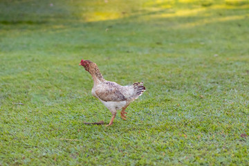 galinha correndo na fazenda