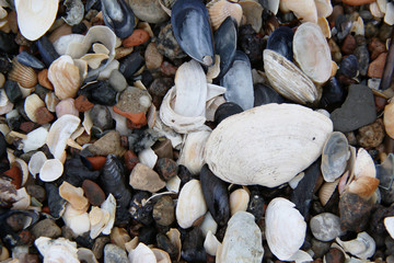 Lot of shells background