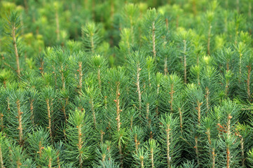 Seedlings of young coniferous trees