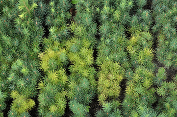 Seedlings of young coniferous trees