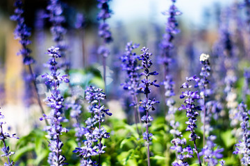 Lavandula on the morning at garden.
