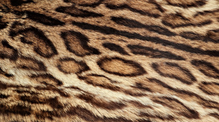 Leopard fur texture, real fur