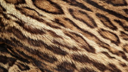 Leopard fur texture, real fur