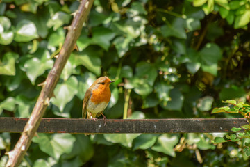 English Garden Robin