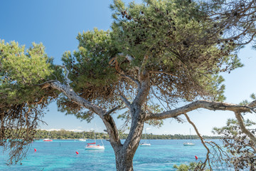 voiliers près de crique sur l' île de Saint Honorat