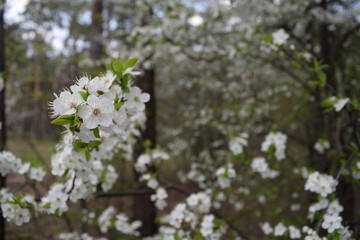 Many white flowers in the forest. spring nature.