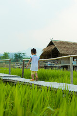 a small child  walks along in rice field road,