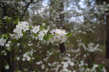 Many white flowers in the forest. spring nature.