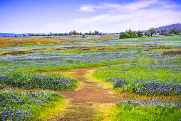 Walking trail through fields covered in wildflowers, North Table Ecological Reserve, Oroville, California - obrazy, fototapety, plakaty