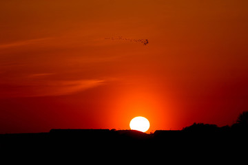 a flock of birds at the sunset on the background